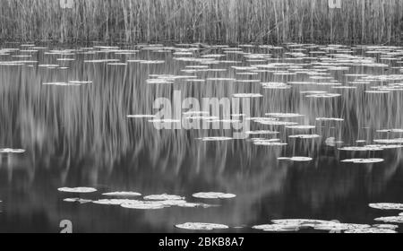 Lames et Frogbit flottant Banque D'Images