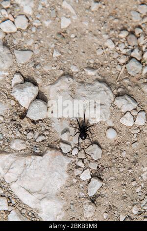 Une grande araignée noire rampent sur une pierre. Banque D'Images