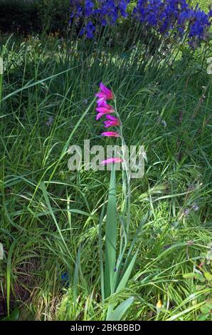 Gros plan de gladiolus sauvage (gladiolus italycus) en Sardaigne Banque D'Images