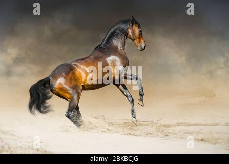 Course sauvage de cheval galop dans le désert de poussière Banque D'Images