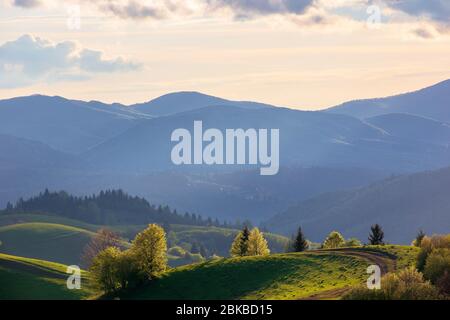 paysage de campagne dans les montagnes au coucher du soleil. beau paysage de carpates avec des prairies qui traversent des collines boisées en soirée lumière. merveilleux Banque D'Images