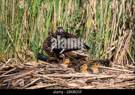 Canards colverts dormant sur un nid de roseaux avec canard de mère gardant un oeil vigilant Banque D'Images