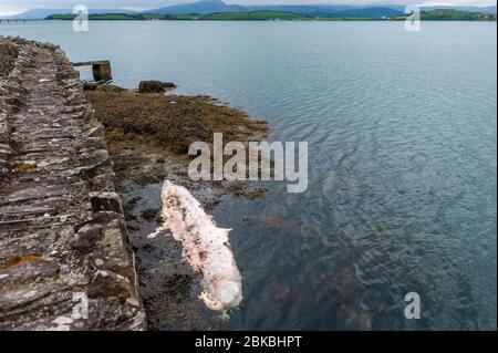 Bantry, West Cork, Irlande. 3 mai 2020. Une baleine morte flotte dans la mer de Bantry Bay, près de Bantry Town. Les habitants disent que la baleine est apparue vendredi dernier. Crédit: AG News/Alay Live News. Banque D'Images
