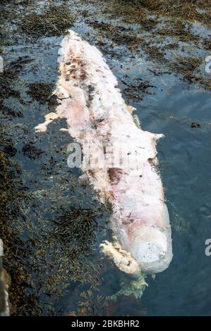 Bantry, West Cork, Irlande. 3 mai 2020. Une baleine morte flotte dans la mer de Bantry Bay, près de Bantry Town. Les habitants disent que la baleine est apparue vendredi dernier. Crédit: AG News/Alay Live News. Banque D'Images