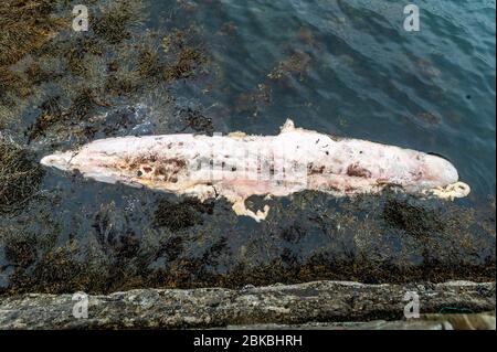 Bantry, West Cork, Irlande. 3 mai 2020. Une baleine morte flotte dans la mer de Bantry Bay, près de Bantry Town. Les habitants disent que la baleine est apparue vendredi dernier. Crédit: AG News/Alay Live News. Banque D'Images