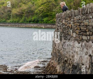 Bantry, West Cork, Irlande. 3 mai 2020. Une baleine morte flotte dans la mer de Bantry Bay, près de Bantry Town. Les habitants disent que la baleine est apparue vendredi dernier. Crédit: AG News/Alay Live News. Banque D'Images