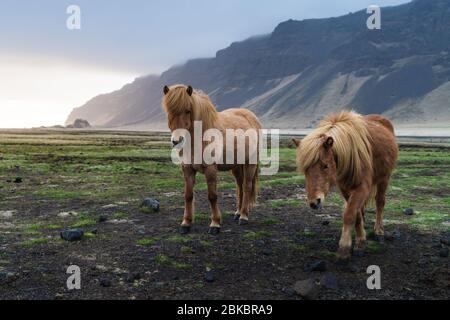 Chevaux Islandais sont très créatures uniques pour l'Islande. Ces chevaux sont plus susceptibles des poneys mais bien plus grand et ils sont capables de survivre Banque D'Images