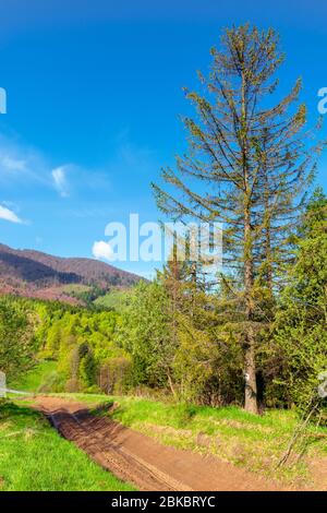 beau paysage de montagne nature. chemin à travers la forêt sur les collines herbeuses au printemps. concept d'aventure en plein air sur une journée ensoleillée avec des nuages sur le b Banque D'Images