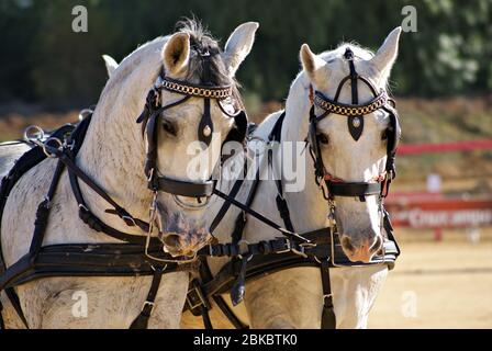 Deux chevaux espagnols blancs qui tirent un chariot lors d'un marathon Banque D'Images