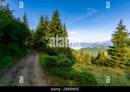 forêt sur la prairie herbeuse en montagne. beau paysage ensoleillé avec vallée lointaine pleine de brouillard. paysage de matin incroyable. route en montée parmi le tr Banque D'Images