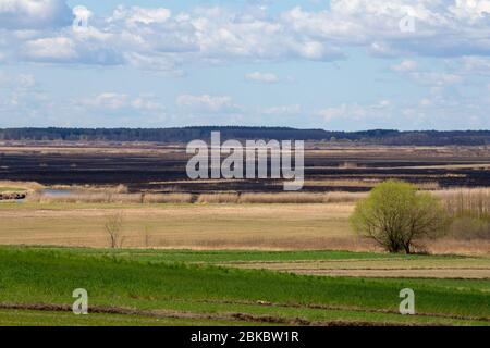 Après 2020 feu de forêt dans le parc national de Biebrza, Podlasie, Pologne. Six mille hectares de forêts et de prairies ont déjà brûlé Banque D'Images