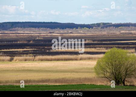 Après 2020 feu de forêt dans le parc national de Biebrza, Podlasie, Pologne. Six mille hectares de forêts et de prairies ont déjà brûlé Banque D'Images