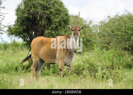 ArBull Common eland (Taurotragus oryx) avec corne déformée debout dans une herbages ouverte, Kenya, Afrique de l'est Banque D'Images