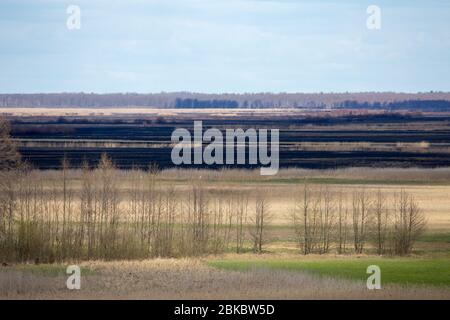 Après 2020 feu de forêt dans le parc national de Biebrza, Podlasie, Pologne. Six mille hectares de forêts et de prairies ont déjà brûlé Banque D'Images