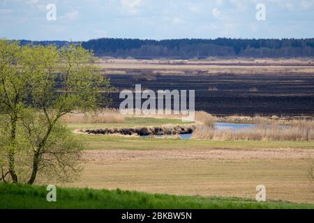 Après 2020 feu de forêt dans le parc national de Biebrza, Podlasie, Pologne. Six mille hectares de forêts et de prairies ont déjà brûlé Banque D'Images