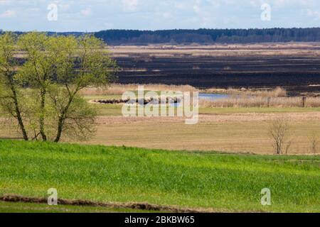 Après 2020 feu de forêt dans le parc national de Biebrza, Podlasie, Pologne. Six mille hectares de forêts et de prairies ont déjà brûlé Banque D'Images