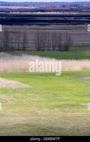 Après 2020 feu de forêt dans le parc national de Biebrza, Podlasie, Pologne. Six mille hectares de forêts et de prairies ont déjà brûlé Banque D'Images