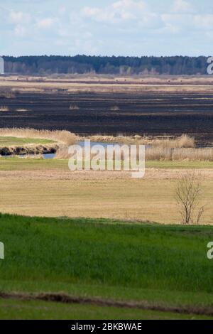 Après 2020 feu de forêt dans le parc national de Biebrza, Podlasie, Pologne. Six mille hectares de forêts et de prairies ont déjà brûlé Banque D'Images