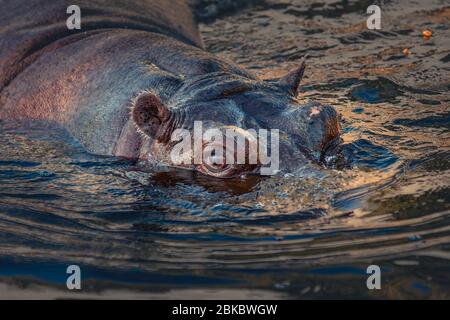 Portrait de l'animal hippopotame immergé dans l'eau. Banque D'Images