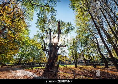 Un des plus anciens arbres de Pologne. Près de 1000 ans chêne nommé Mieszko I situé à Varsovie. Banque D'Images