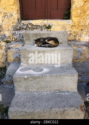 chat dormant dans les escaliers de la vieille ville historique de Rhodes, Rodos, Grèce Banque D'Images