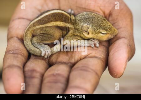 Bébé écureuil dormir sur la main humaine, petit écureuil indien commun dormir sur le livre. Arrière-plan flou. Banque D'Images