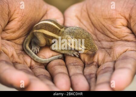 Bébé écureuil dormir sur la main humaine, petit écureuil indien commun dormir sur le livre. Arrière-plan flou. Banque D'Images