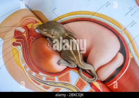 Bébé écureuil dormir sur le livre de Zoologie, petit écureuil indien commun dormir sur le livre. Arrière-plan flou. Banque D'Images