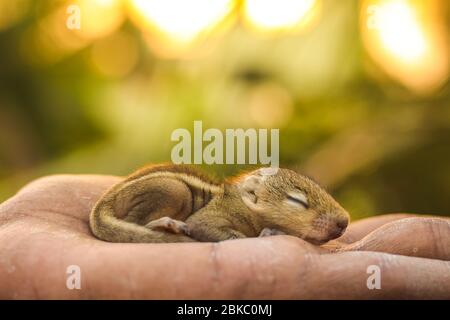 Bébé écureuil dormir sur la main humaine, petit écureuil indien commun dormir sur le livre. Arrière-plan flou. Banque D'Images