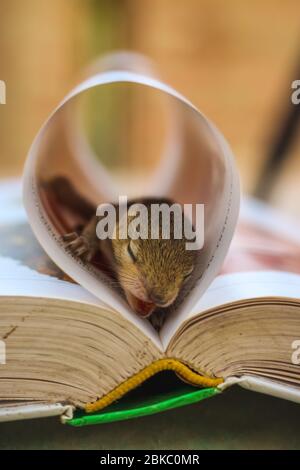 Bébé écureuil dormir au centre du livre, petit écureuil indien commun dormir sur le livre. Arrière-plan flou. Banque D'Images
