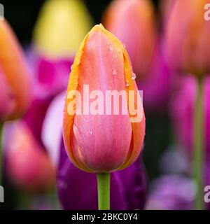 New York, NJ, États-Unis. 3 mai 2020. 3 mai 2020 - New York, NY, États-Unis: Tulipes dans Conservatory Garden dans le Central Park de New York. Crédit: Michael Brochstein/ZUMA Wire/Alay Live News Banque D'Images