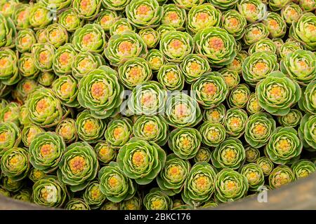 Tiges vertes de Rhodiola rosea au printemps.le beau fond gros plan. L'usine est utilisée pour la médecine de fabrication Banque D'Images