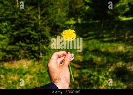 Main mâle tenant une fleur de pissenlit jaune sur fond vert flou en nature au printemps Banque D'Images