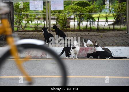 On voit des chats errants manger de la nourriture le long d'un parc vide Lumpini pendant l'ascenseur partiel de verrouillage de Coronavirus.après un mois de verrouillage de Thaïlande en raison des crises de Covid-19. Le gouvernement thaïlandais a permis la réouverture des salons de coiffure, des parcs, des restaurants et des marchés le 3 mai 2020. En suivant les conditions générales de distanciation sociale et de port de masque de protection. Banque D'Images