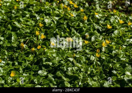 Moindre celandine, Ficaria verna, sur le sol forestier, foyer sélectif, faible profondeur de champ Banque D'Images