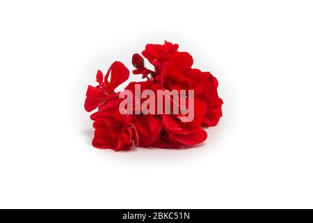 grande fleur de géranium rouge isolée sur blanc, vue de face, couleur vive Banque D'Images