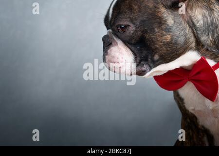 Gros plan portrait de la belle race pure de terrier de boston avec noeud rouge cravate blankspace, copyspace Banque D'Images