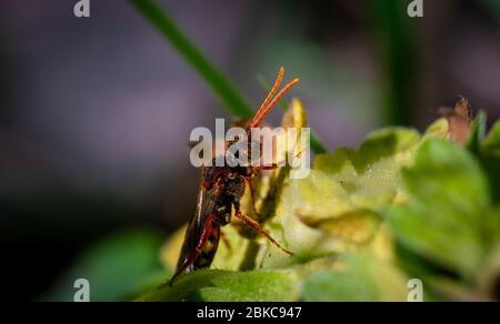 abeille vasp assise sur la feuille de plante Banque D'Images