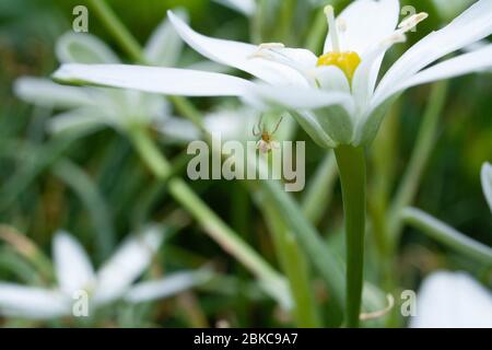 Petite araignée serpente une toile sur une belle fleur blanche Banque D'Images