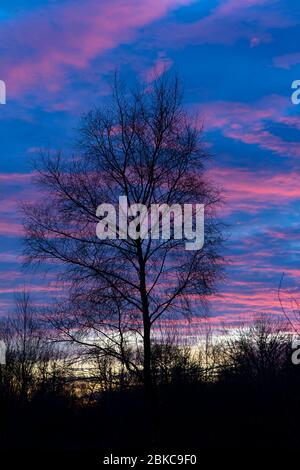 Les bouleaux au coucher du soleil - Yorkshire, Angleterre, Royaume-Uni Banque D'Images