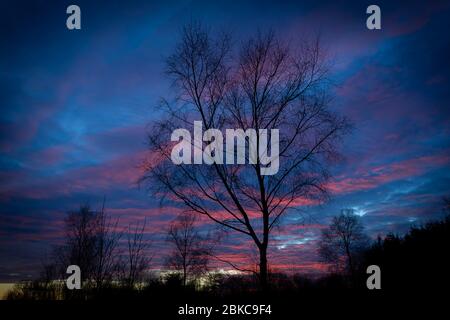 Les bouleaux au coucher du soleil - Yorkshire, Angleterre, Royaume-Uni Banque D'Images