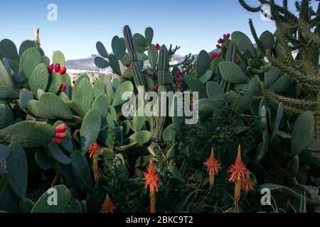 Paysage image encore de vie d'un groupe de cactus divers, y compris la figue indienne et l'aloe vera avec des fruits et des fleurs en fleur. Banque D'Images