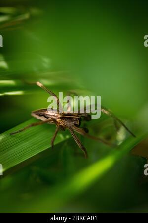 araignée brune sur la feuille d'herbe verte Banque D'Images