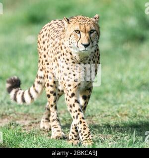 Un Guepard marche sur la prairie Banque D'Images