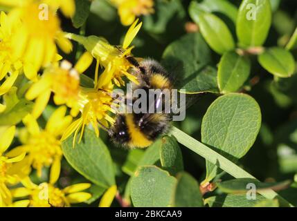 Gros plan sur le cryptarum de Bombus, aussi connu comme le bourdon cryptique Banque D'Images