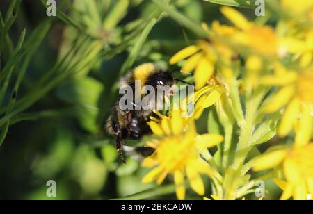 Gros plan sur le cryptarum de Bombus, aussi connu comme le bourdon cryptique Banque D'Images