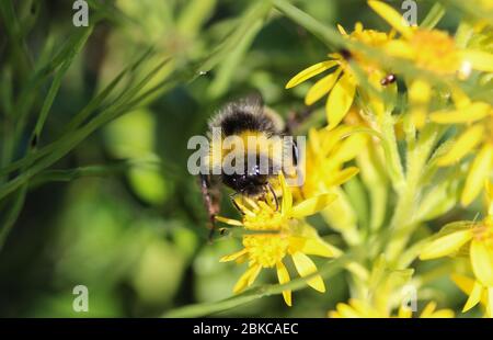 Gros plan sur le cryptarum de Bombus, aussi connu comme le bourdon cryptique Banque D'Images