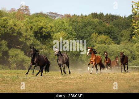 Troupeau de mares de chevaux de sport galopant sur le pâturage pendant l'été matin Banque D'Images