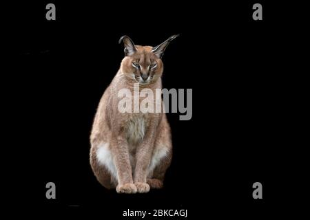 Caracal avec fond noir Banque D'Images