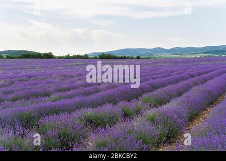 Champs commerciaux de lavande dans la région de Sredna Gora en Bulgarie Banque D'Images